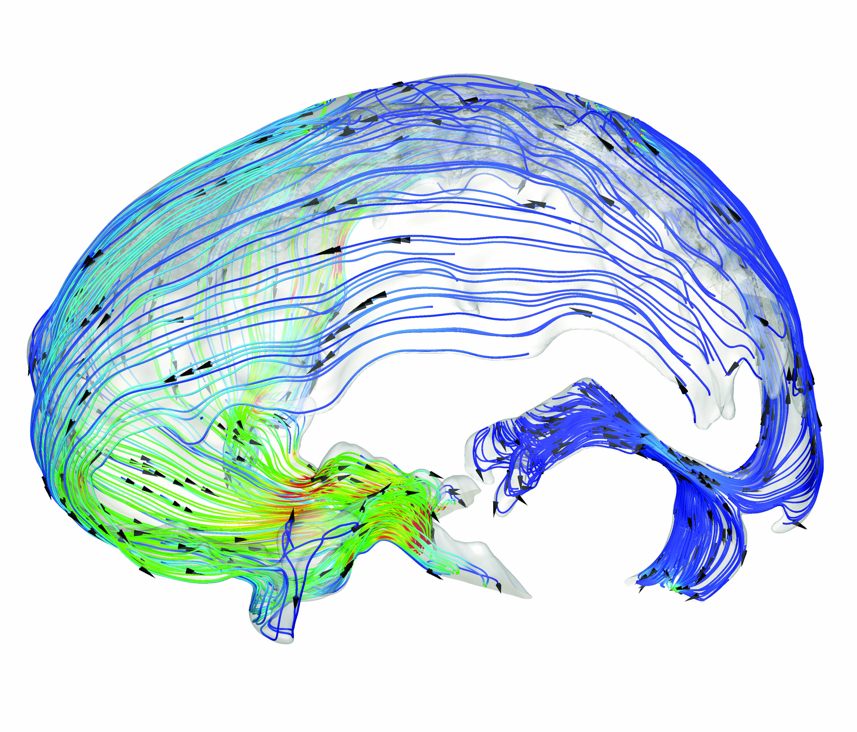 Visualization of instantaneous cerebrospinal fluid flow in the cranial subarachnoid space of a healthy male human volunteer.